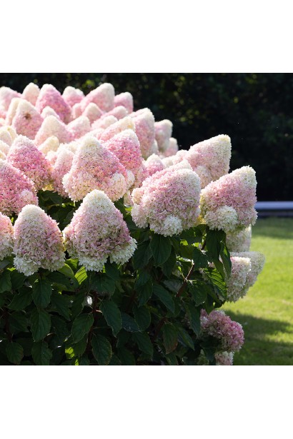 Гортензия бело-розовая сорт Living Summer Love